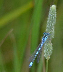 Coenagrion scitulum