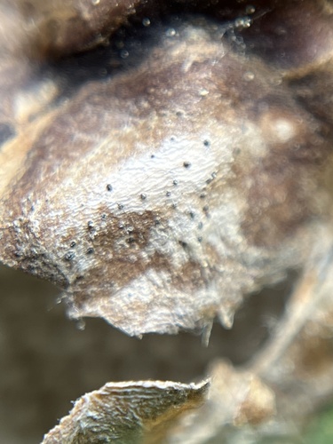 Boeremia hedericola