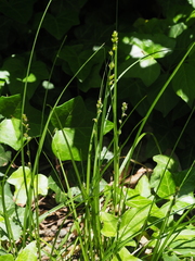 Carex leersii