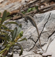 Anatololacerta ibrahimi