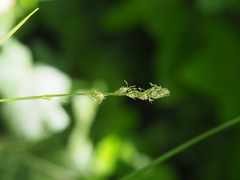 Carex leersii