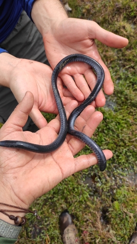 Caecilia atelolepis