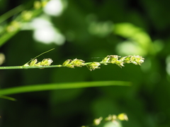 Carex leersii