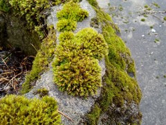 Orthotrichum diaphanum