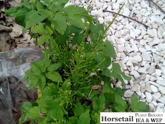 Equisetum arvense