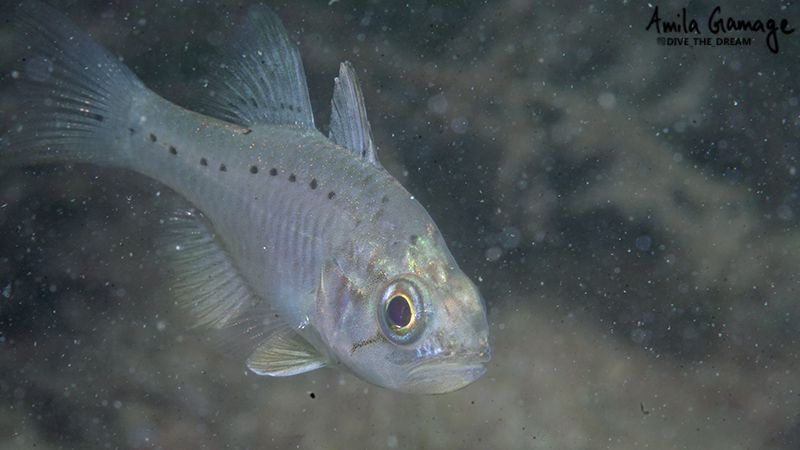Gobbleguts (Ostorhinchus rueppellii) — Apogonidae