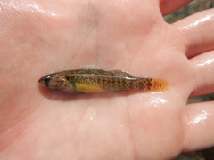 Etheostoma lepidum