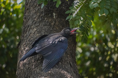 Large-Billed Crow photo 4