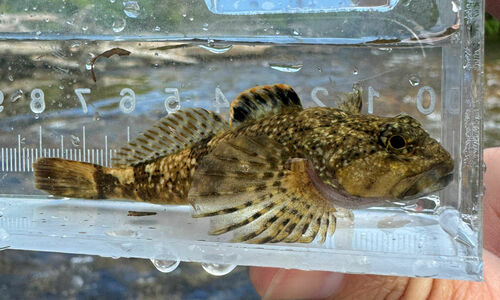Mottled Sculpin