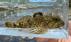 Mottled Sculpin photo 1