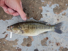 Micropterus treculii