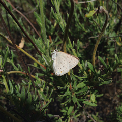 Satyrium sylvinus