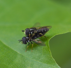 Paragus pecchiolii