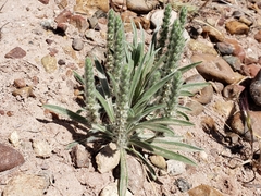 Plantago patagonica