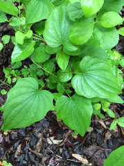 Dioscorea quaternata