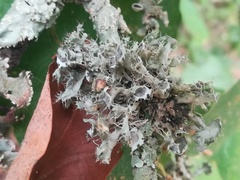 Heterodermia echinata