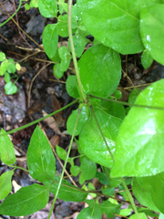 Dioscorea quaternata