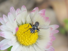 Phania funesta