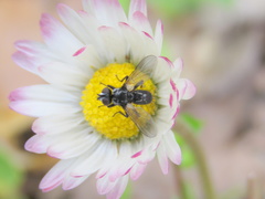 Phania funesta