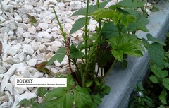 Equisetum arvense