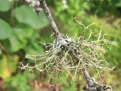 Ramalina peruviana