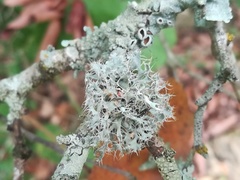 Leucodermia guzmaniana