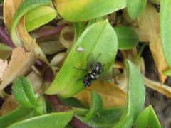 Phania funesta
