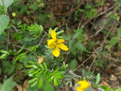 Chamaecrista greggii