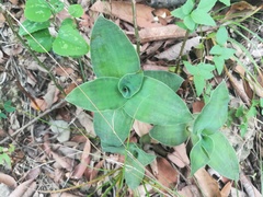 Tradescantia brevifolia