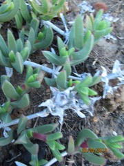 Ruschia geminiflora
