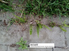 Equisetum arvense