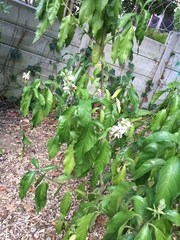 Justicia adhatodoides