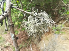 Ramalina peruviana