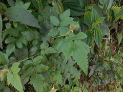 Idaeobatus