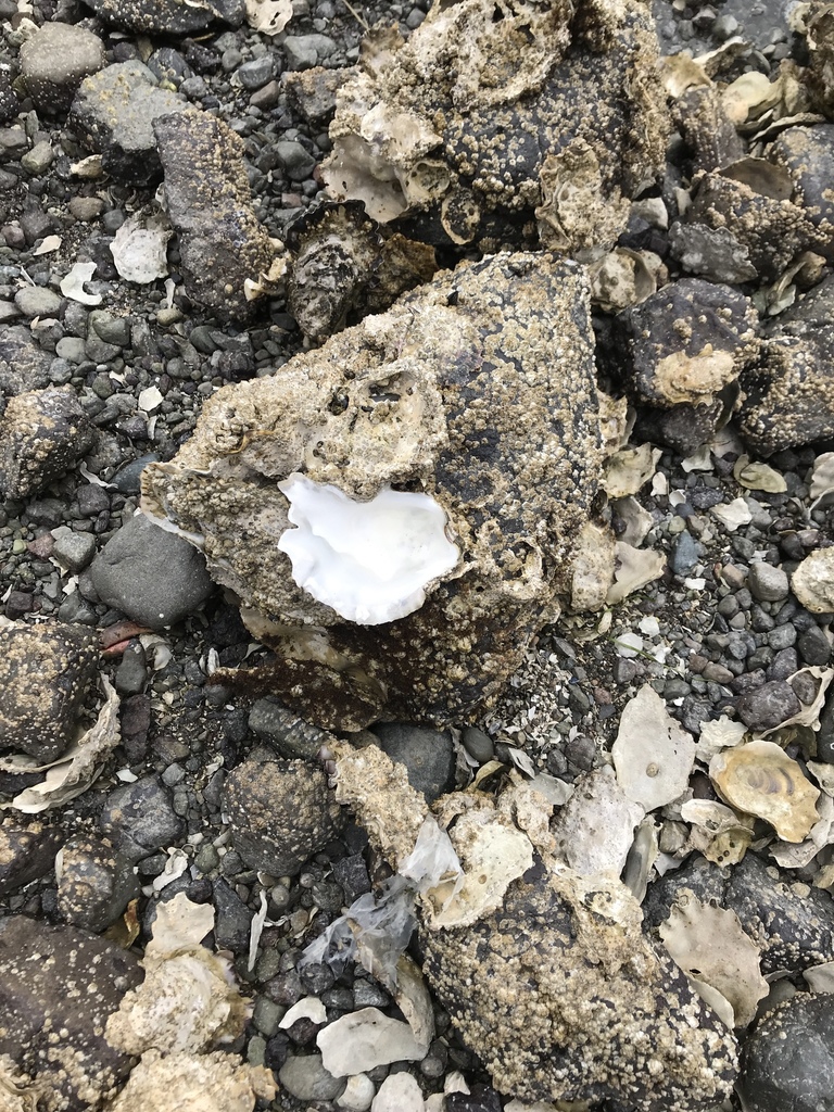 Pacific Oyster from Dabob Bay, Nordland, WA, US on May 02, 2019 at 11
