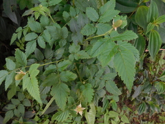 Idaeobatus