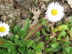 Bellis perennis
