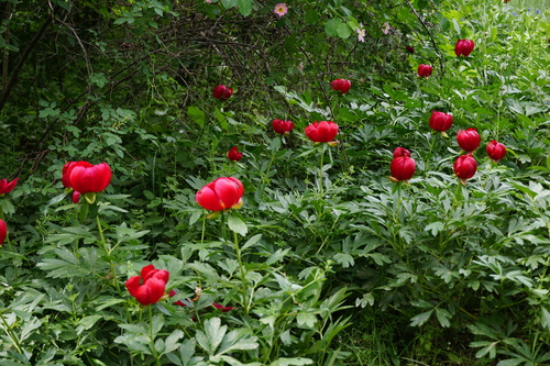 Image of Paeonia peregrina by (c) xulescu_g, some rights reserved (CC BY-SA)