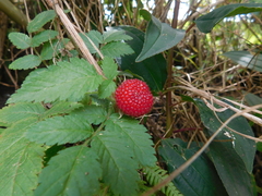 Idaeobatus