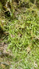 Plagiothecium piliferum
