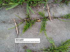 Equisetum arvense