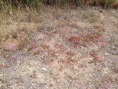 Chorizanthe douglasii