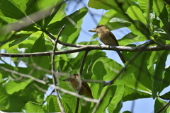 Nystalus radiatus image