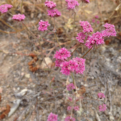 Chorizanthe douglasii