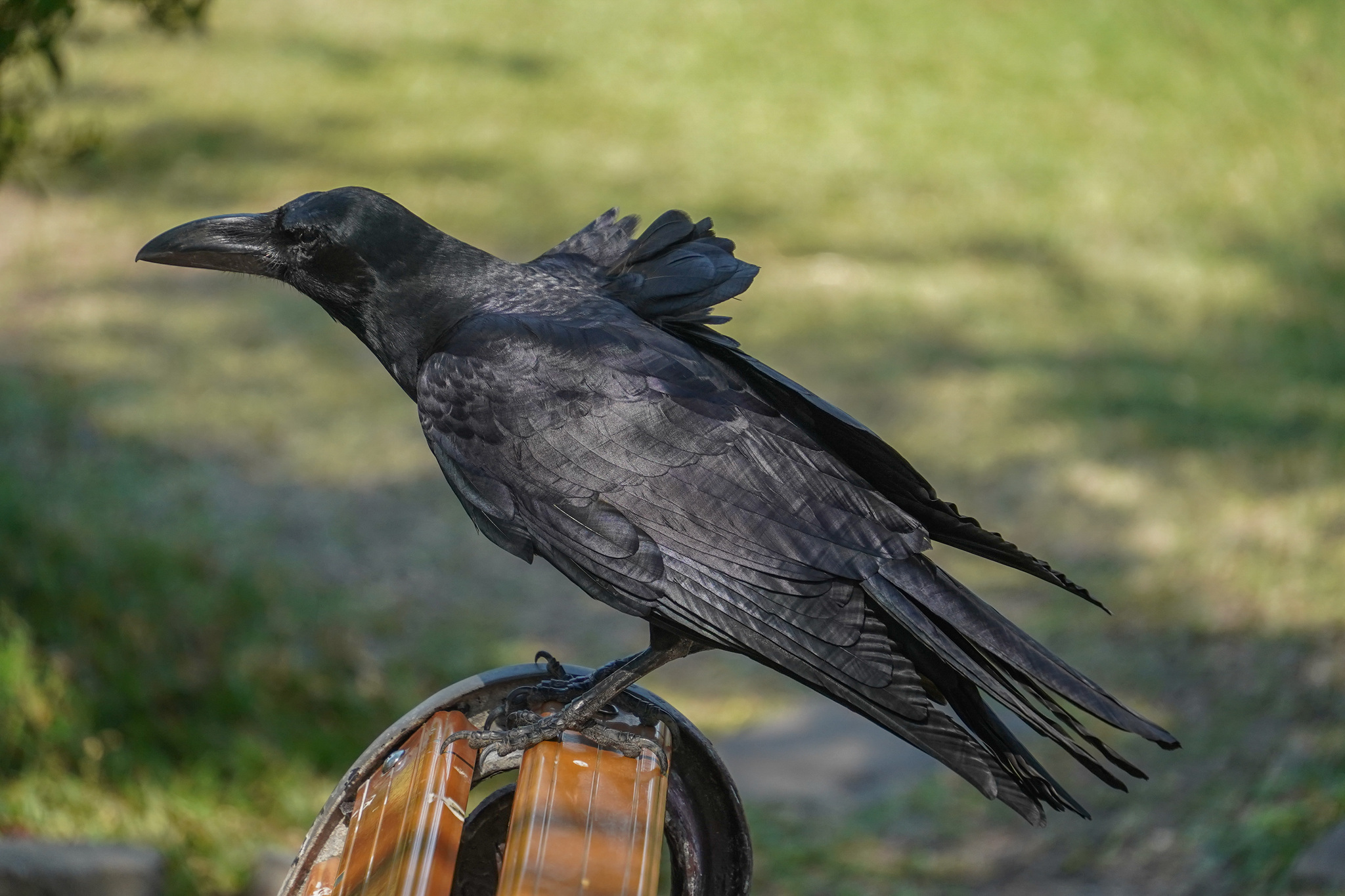 Large-billed Crow (Corvus macrorhynchos) · iNaturalist