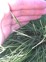 Festuca idahoensis