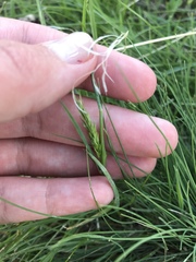 Festuca idahoensis