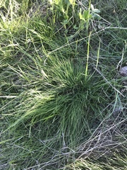 Festuca idahoensis