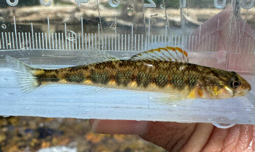 Gilt Darter