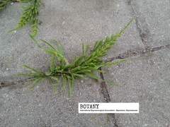 Equisetum arvense